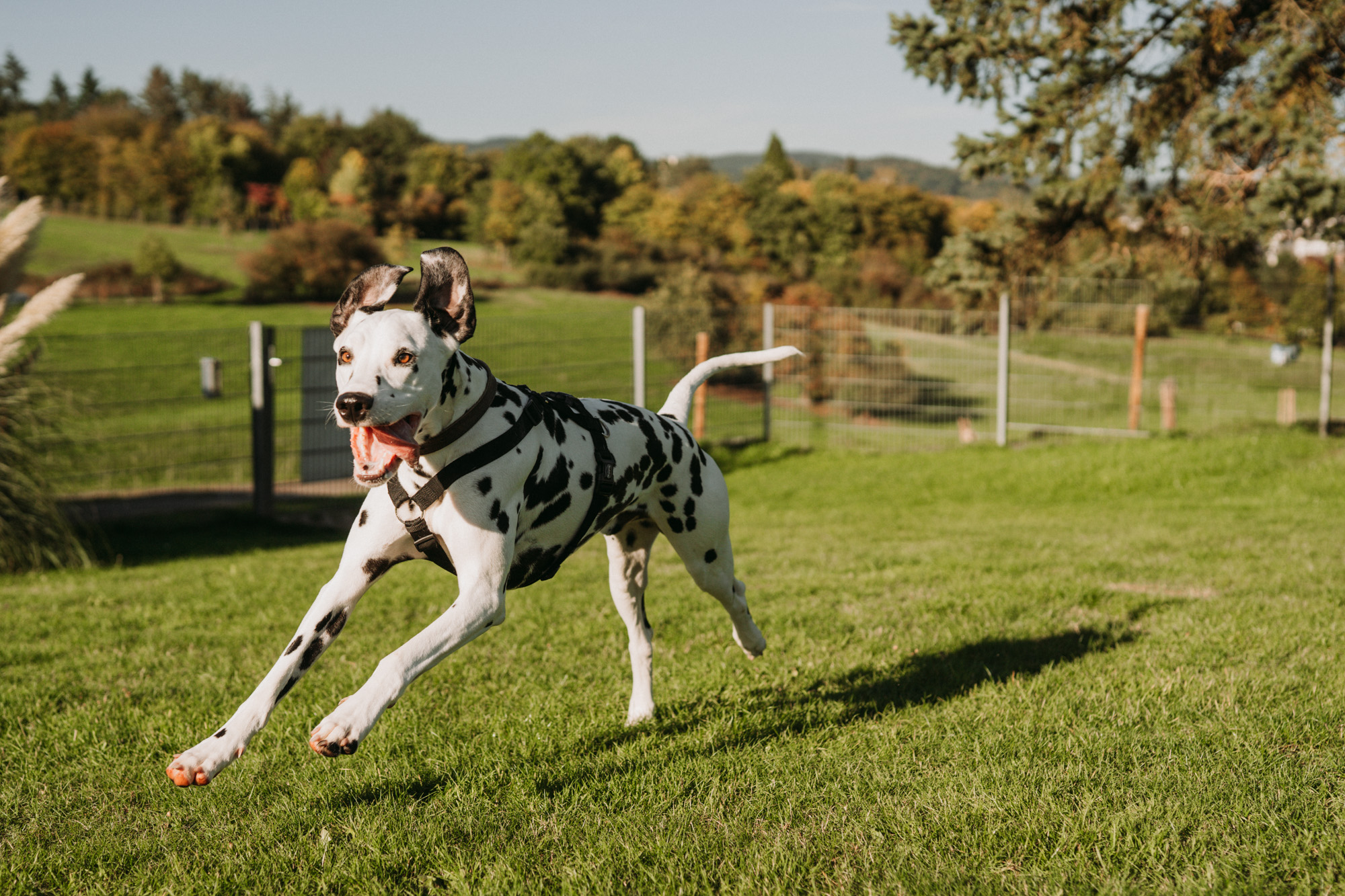 Rückruf Training - Hundeschule Pfotenalarm in Wittlich